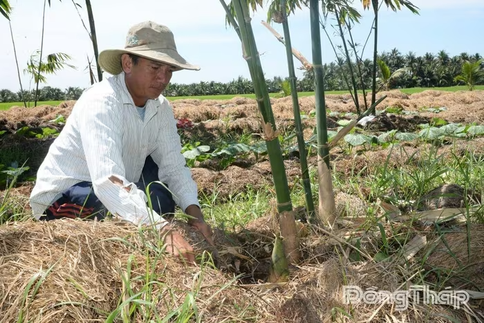 Khi rơm rạ trở thành “vàng nâu” của nhà nông miền Tây
