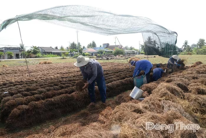 Khi rơm rạ trở thành “vàng nâu” của nhà nông miền Tây