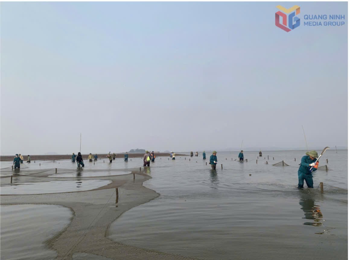 Quảng Ninh: Quản lý chặt chẽ bãi triều, mặt nước nuôi trồng thủy sản