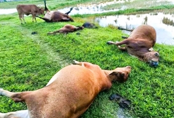 Xót xa đàn bò bị sét đánh chết la liệt giữa cánh đồng Hà Tĩnh