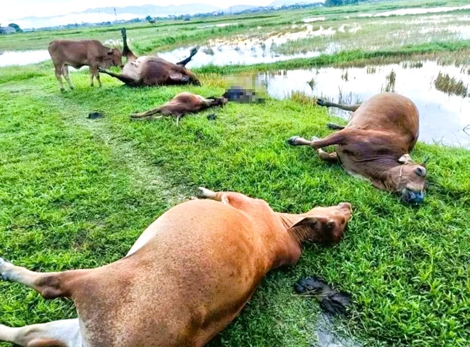 Xót xa đàn bò bị sét đánh chết la liệt giữa cánh đồng Hà Tĩnh