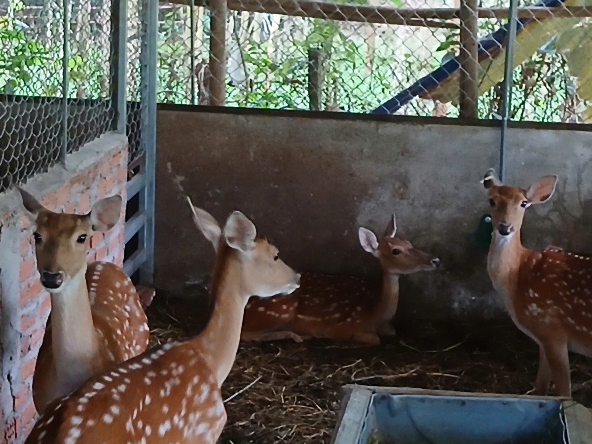 : Đàn hươu giống được tuyển chọn kỹ lưỡng, đảm bảo khả năng thích nghi và sinh trưởng tốt tại địa bàn xã.