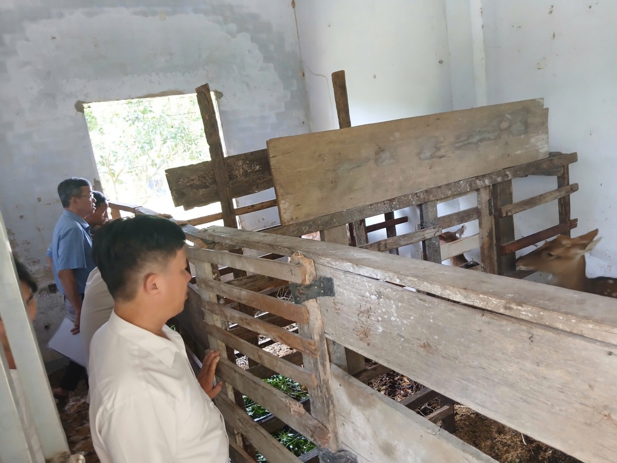 Mô hình nuôi hươu sao bán hoang dã mở ra hướng đi mới trong phát triển kinh tế nông thôn.