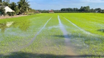 Đắk Lắk triển khai kế hoạch sản xuất vụ Hè thu năm 2026 phù hợp diễn biến khí hậu
