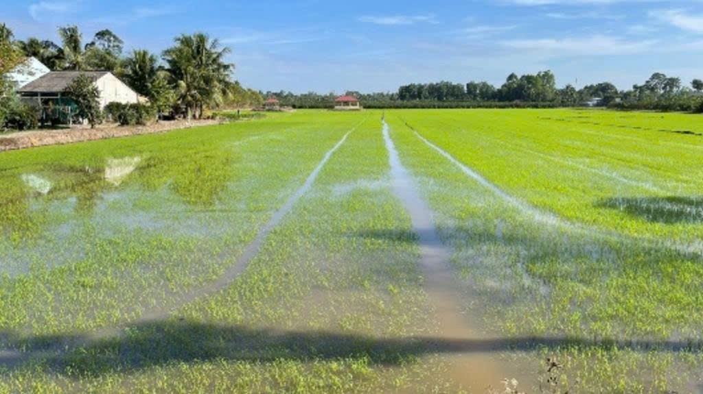 Đắk Lắk triển khai kế hoạch sản xuất vụ Hè thu năm 2026 phù hợp diễn biến khí hậu