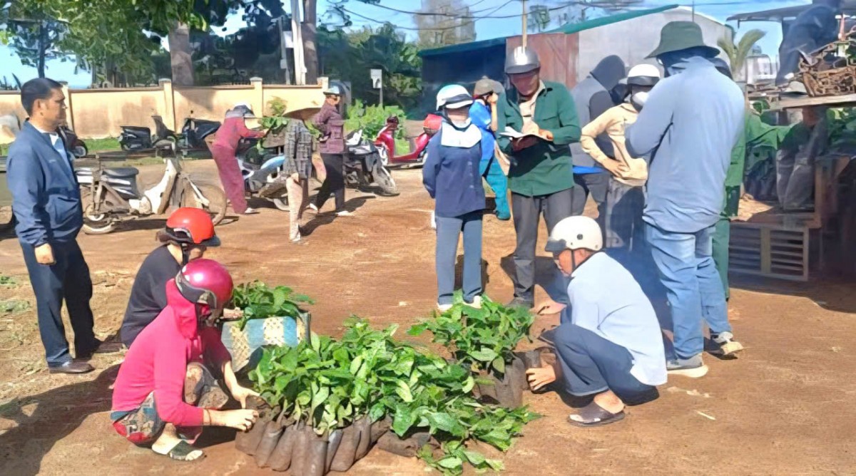Hỗ trợ 60.000 cây giống cà phê TRS1 cho nông dân tái canh