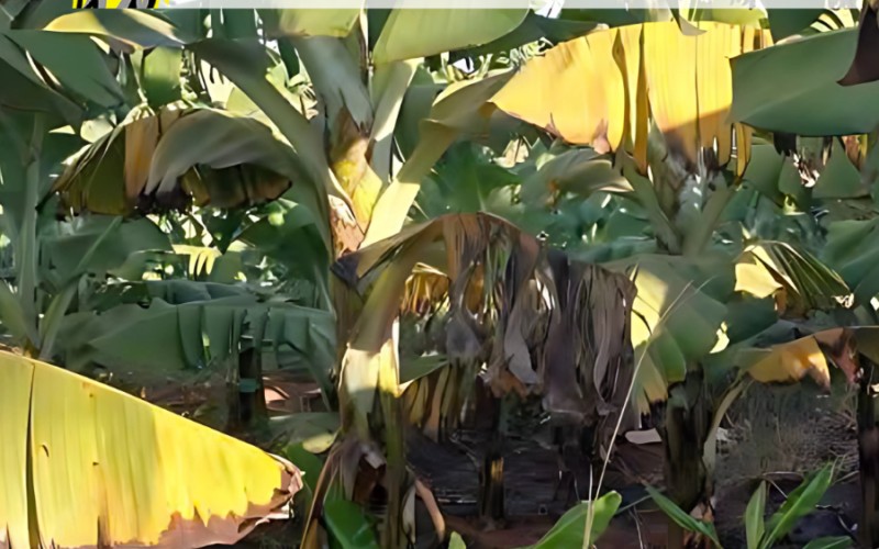 Philippines thử nghiệm công nghệ sinh học và AI chống bệnh héo rũ Panama trên chuối