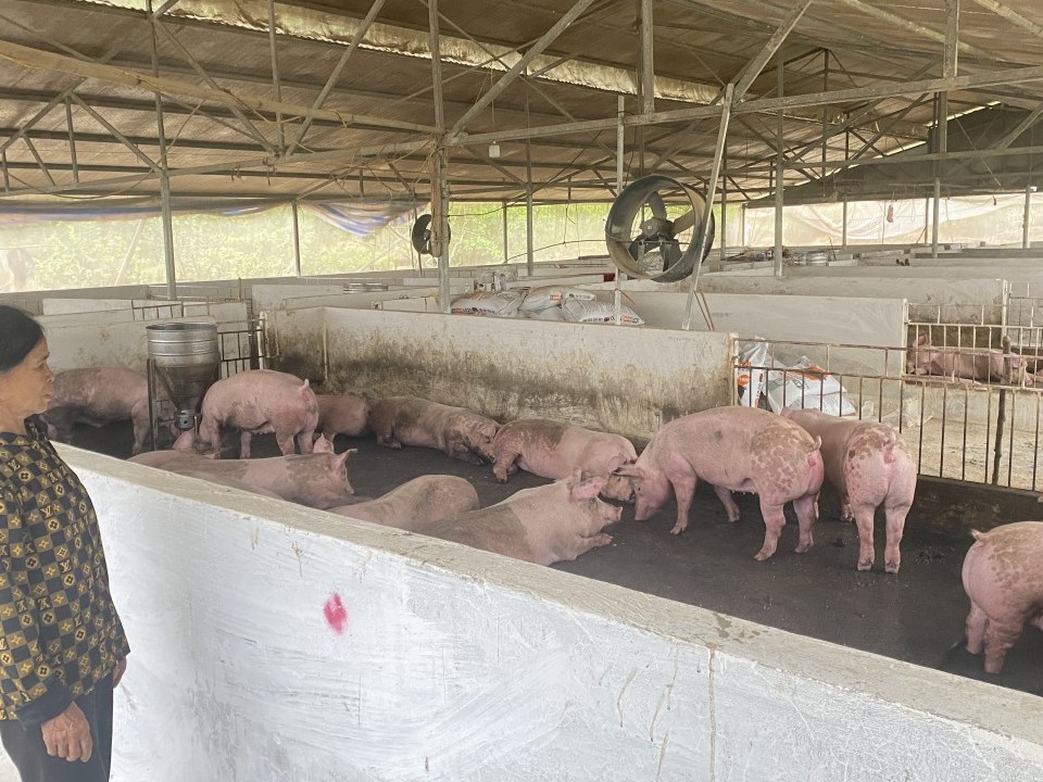 Cao Bằng: 43 xóm, tổ dân phố thuộc 22 xã, phường có lợn mắc bệnh dịch tả lợn châu Phi