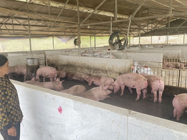 Cao Bằng: 43 xóm, tổ dân phố thuộc 22 xã, phường có lợn mắc bệnh dịch tả lợn châu Phi