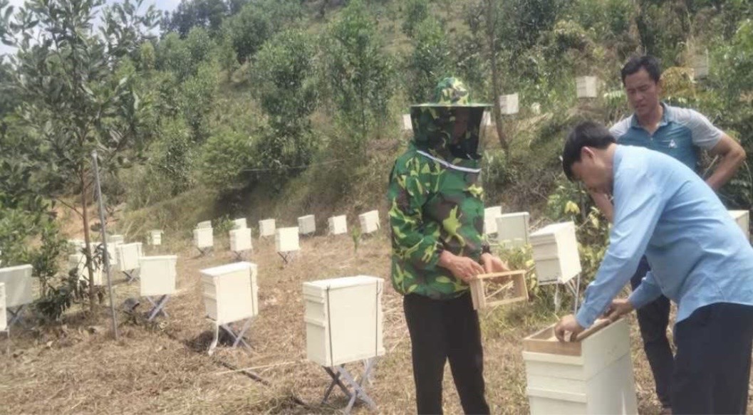 Quảng Ninh: Mô hình nuôi ong mật gắn liền rừng phòng hộ, rừng đặc dụng