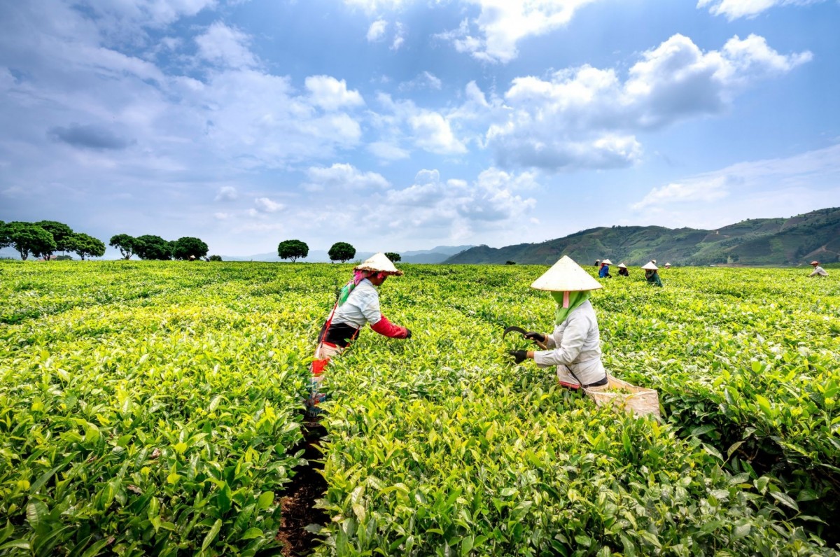 Thái Nguyên thúc đẩy phát triển ngành chè gắn với thương hiệu và chuyển đổi số