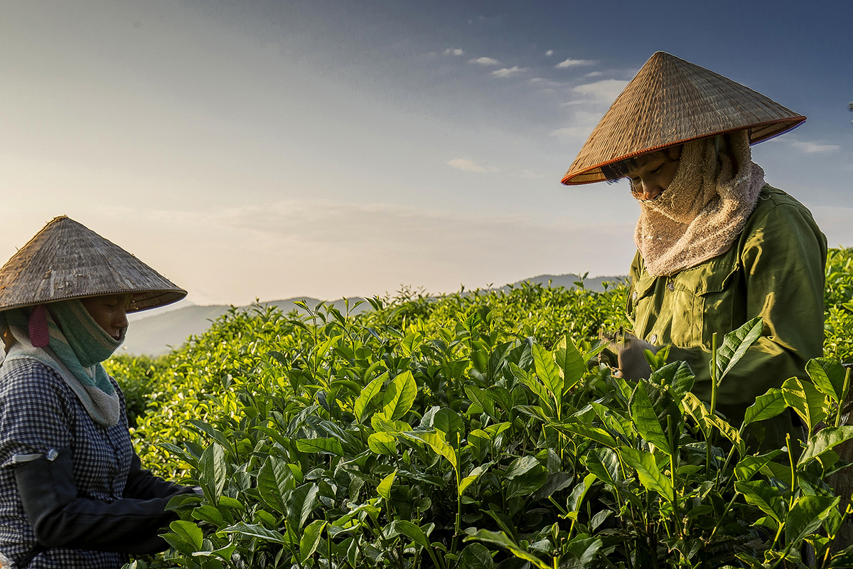 Thái Nguyên thúc đẩy phát triển ngành chè gắn với thương hiệu và chuyển đổi số