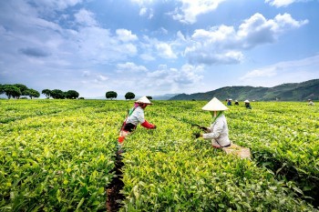 Thái Nguyên thúc đẩy phát triển ngành chè gắn với thương hiệu và chuyển đổi số