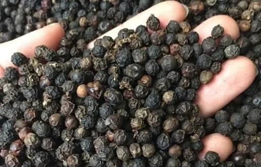 Hạt tiêu Tiên Phước (Đà Nẵng) được bảo hộ chỉ dẫn địa lý