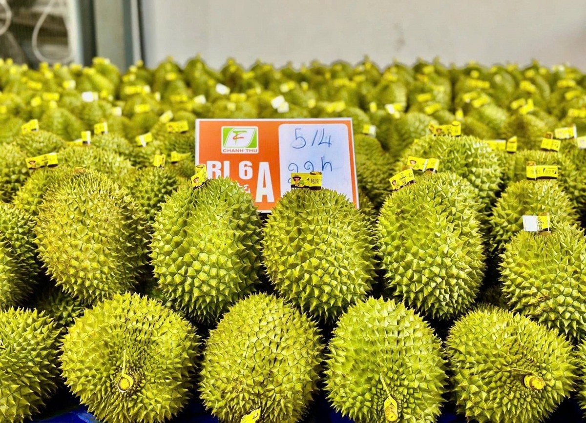 Hỗ trợ sản xuất sầu riêng theo tiêu chuẩn VietGAP