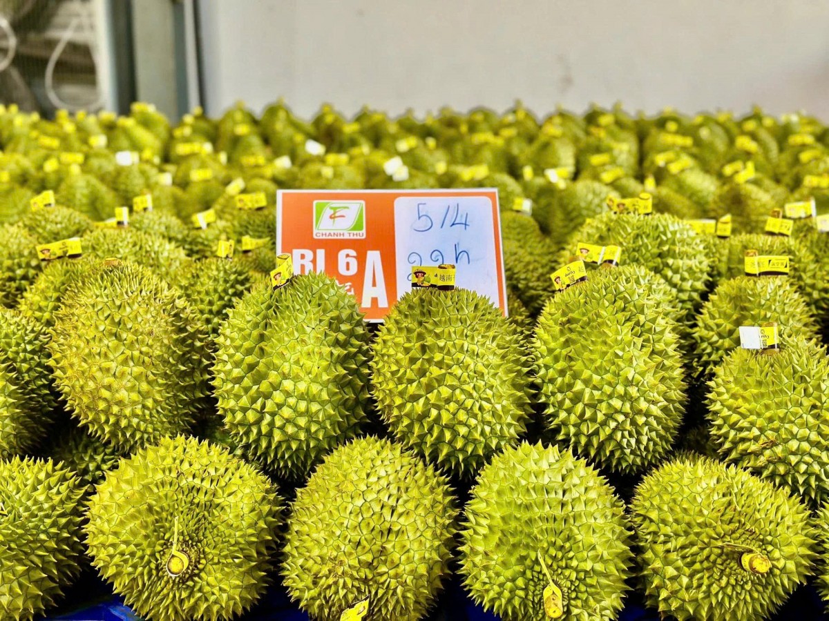 Lâm Đồng hỗ trợ, kết nối tiêu thụ sầu riêng, mít cho tỉnh Đồng Tháp