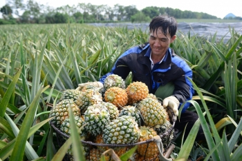 Giữa trưa hè nắng gắt, nông dân vác dứa thuê kiếm tiền triệu mỗi ngày