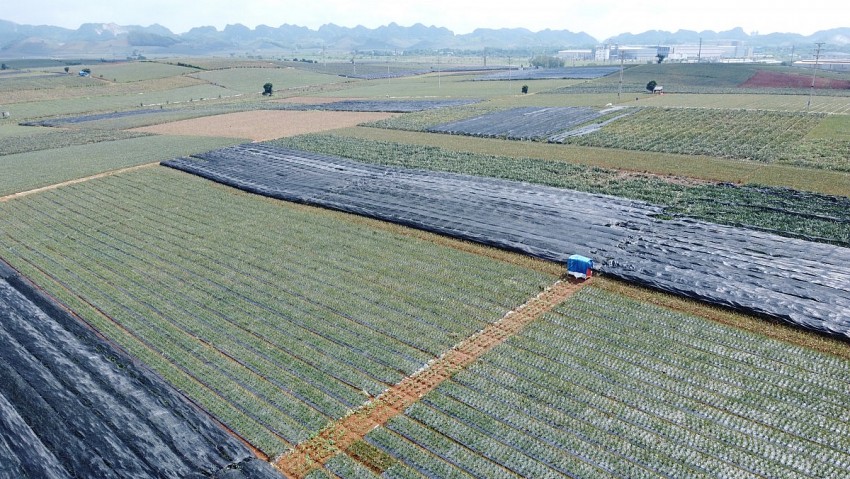 Những cánh đồng dứa bạt ngàn tại phường Quang Trung đang được người dân rải bạt che nắng nhằm tránh giảm sản lượng dứa. 