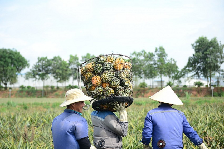 Những sọt dứa có trọng lượng khoảng 80 kg được người nông dân vác về điểm tập kết. 
