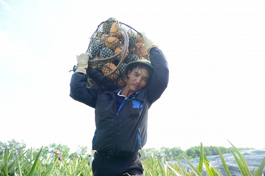 Mồ hôi nhể nhãi trên khuôn mặt của người nông dân thu hoạch dứa. 