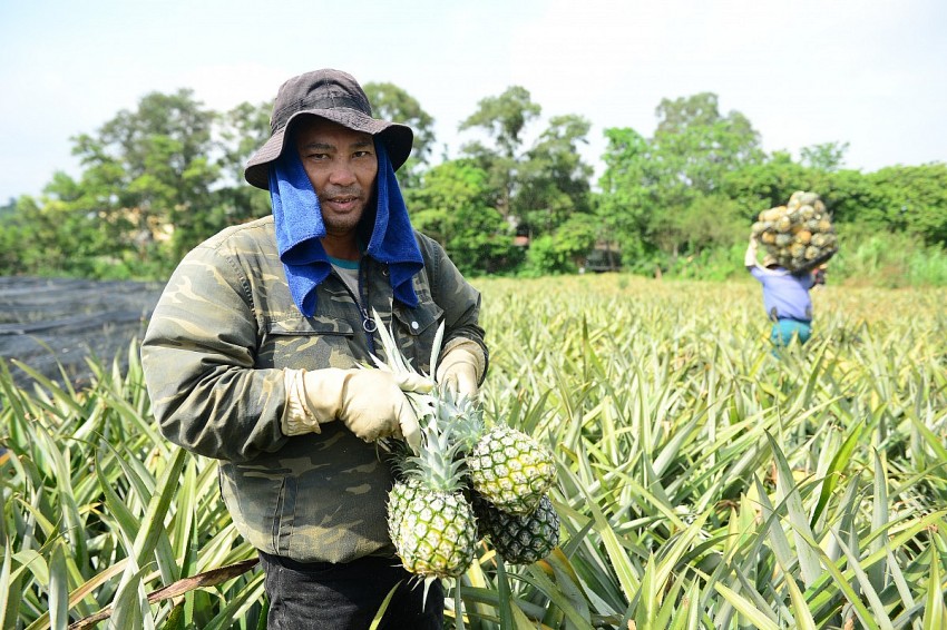 Công việc thu hoạch dứa được cả lao động nam và nữ tham gia. 