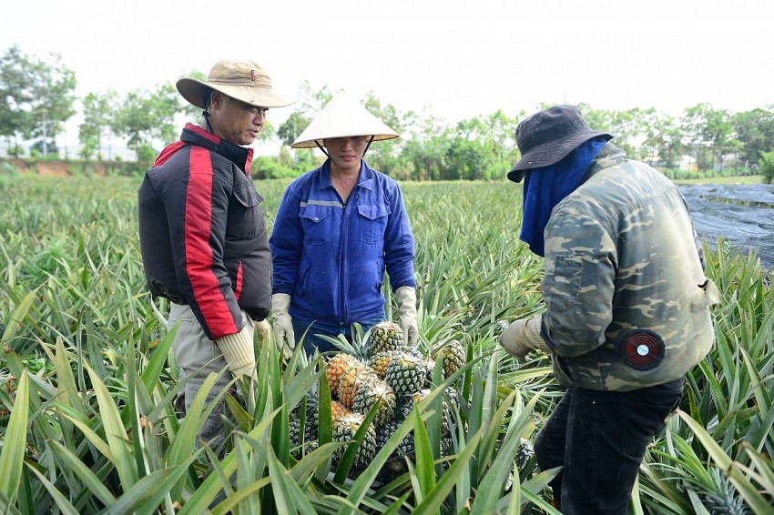 Giữa trưa hè oi nắng, hàng chục lao động vẫn hăng say thu hoạch dứa cho kịp vụ. 