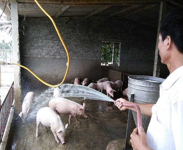 Đối với trâu, bò, lợn mùa nắng nóng nên tắm cho gia súc 2-3 lần/ngày để làm giảm nhiệt cho cơ thể và phòng, chống các bệnh ngoài da. 