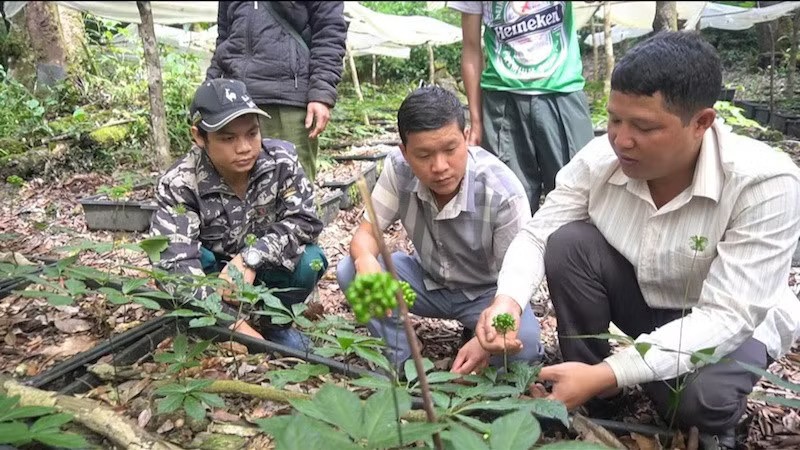 Sâm Ngọc Linh là cây trồng chủ lực của xã Măng Ri.