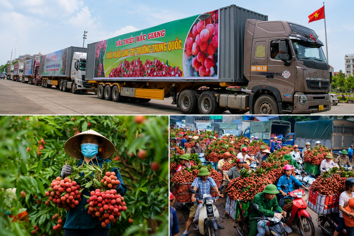 Bộ Công Thương vào cuộc hỗ trợ tiêu thụ, xuất khẩu quả vải niên vụ 2026