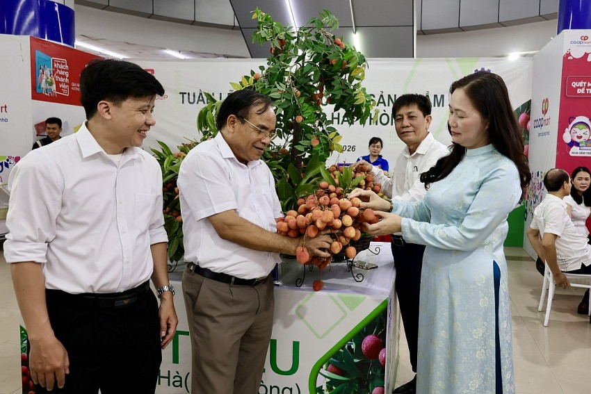 Hơn 300 tấn vải Thanh Hà chính thức 