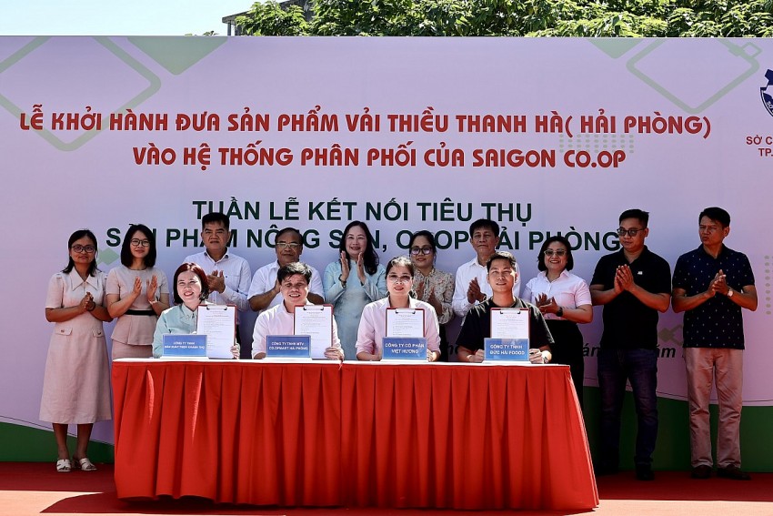 Hơn 300 tấn vải Thanh Hà chính thức 