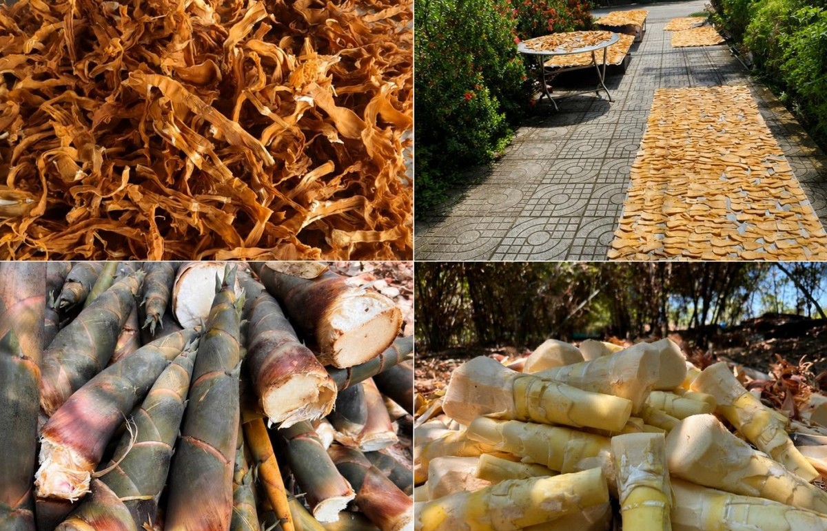 Làm giàu từ măng tre tứ quý hữu cơ giữa đại ngàn Đồng Kho
