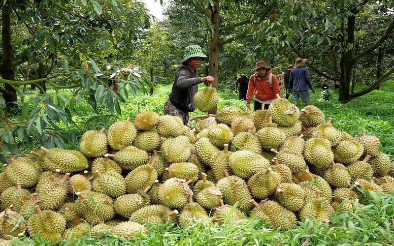 Đắk Lắk đẩy mạnh cơ giới hóa nông nghiệp giai đoạn 2026-2030