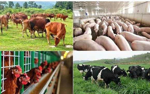 Khánh Hòa quy định mức hỗ trợ khắc phục thiệt hại do dịch bệnh động vật