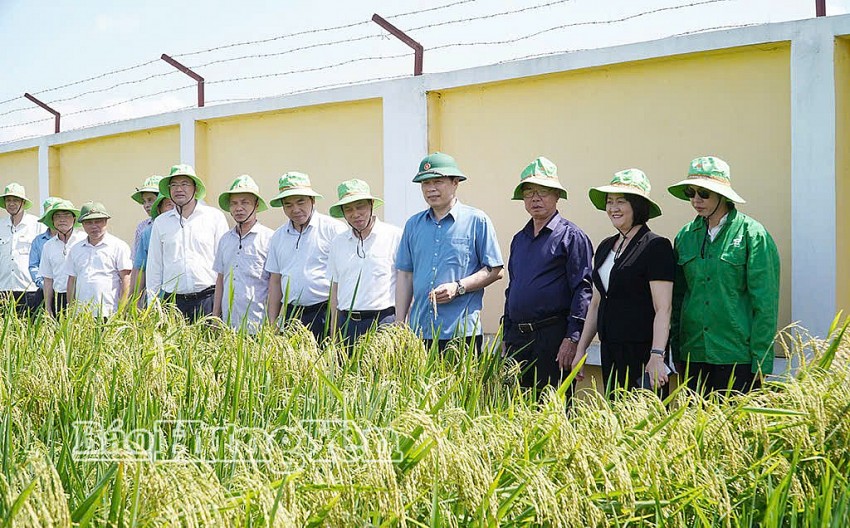 Hưng Yên: Thúc đẩy liên kết chuỗi giá trị nông nghiệp bền vững