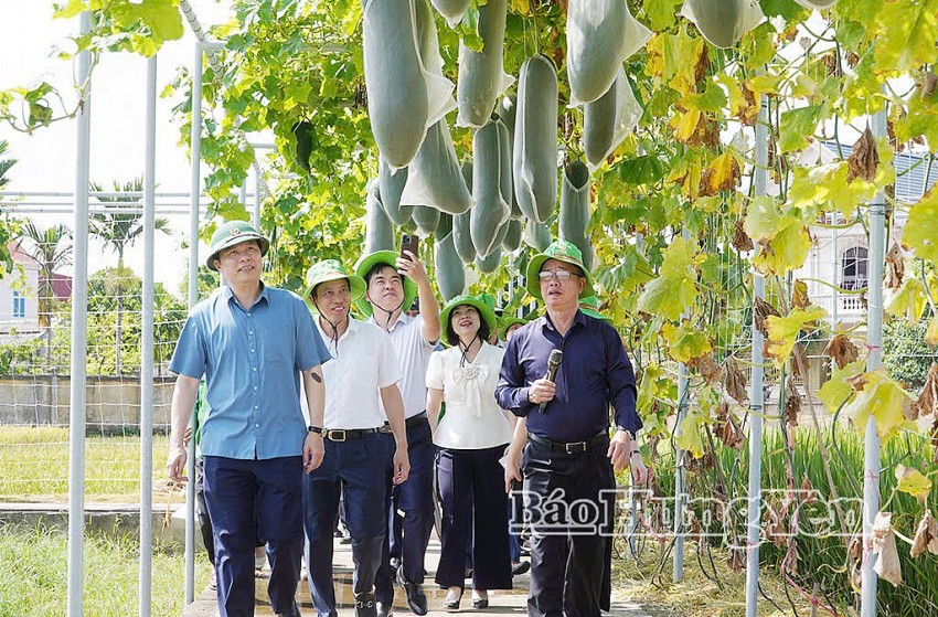 Hưng Yên: Thúc đẩy liên kết chuỗi giá trị nông nghiệp bền vững