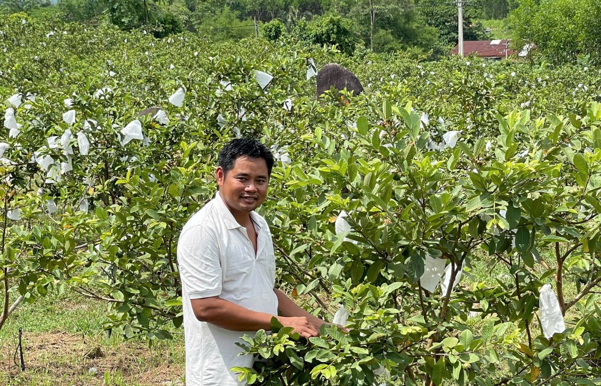 Thanh niên dân tộc Cơ Tu thành công với mô hình vườn cây ăn quả sạch