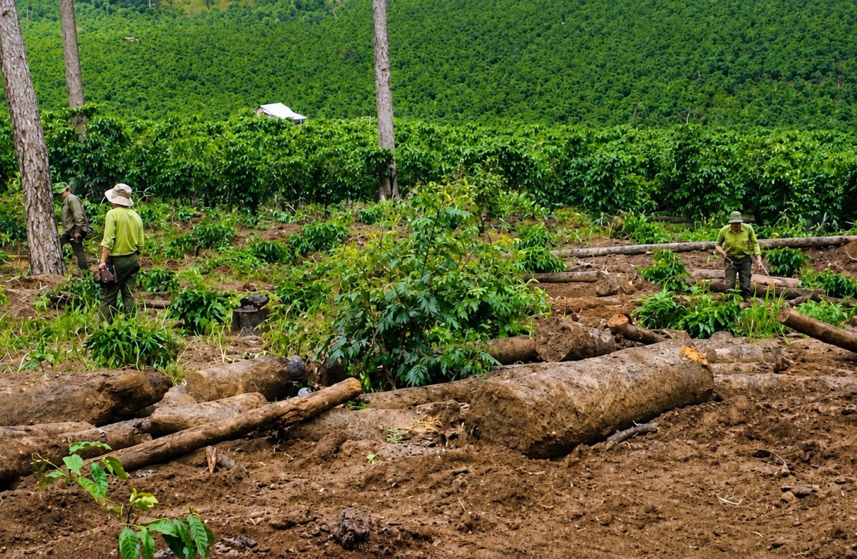 Công ty An Phú Nông đã trả khoản nợ 3,6 tỷ đồng cho Nhà nước hay chưa?