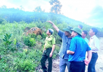 Gia Lai: Kiểm tra công tác quản lý, bảo vệ rừng tại An Lão