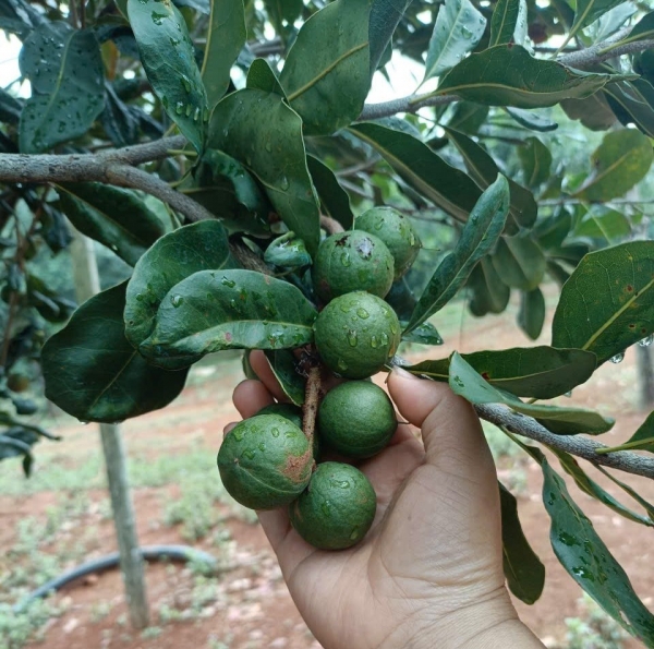 Lâm Đồng nâng cao chất lượng sản xuất mắc ca