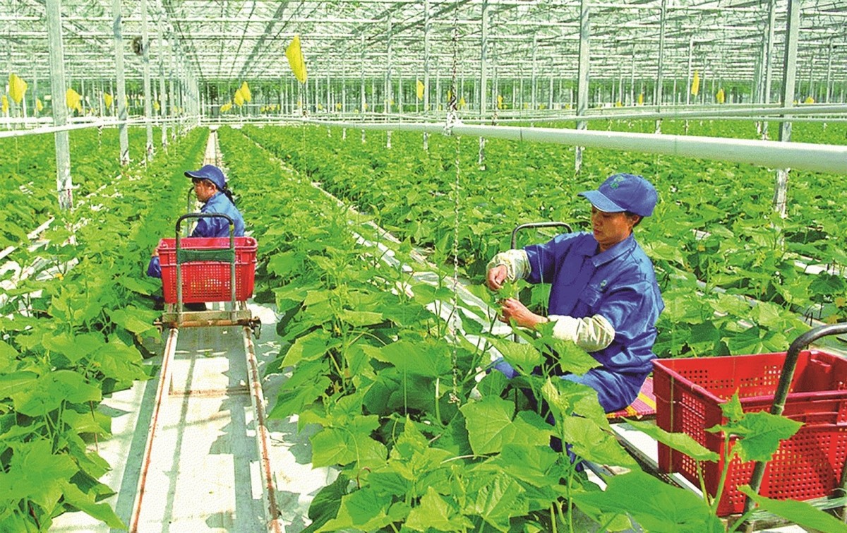 Phát triển nông nghiệp hữu cơ ở Việt Nam: Thực trạng và giải pháp