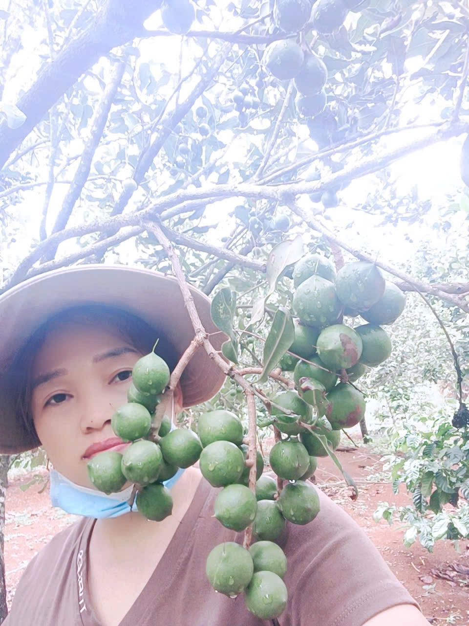 Lâm Đồng nâng cao chất lượng sản xuất mắc ca