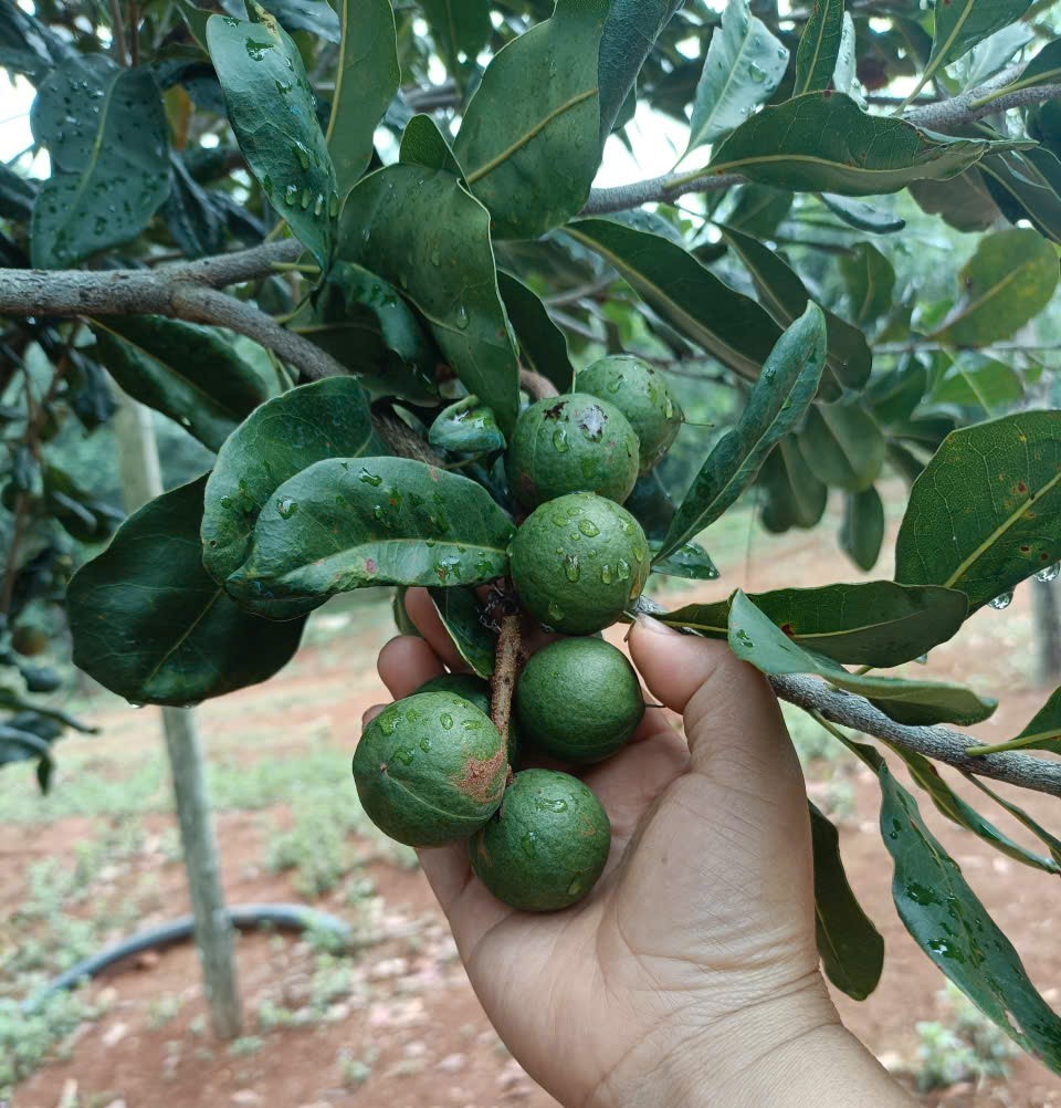Lâm Đồng nâng cao chất lượng sản xuất mắc ca