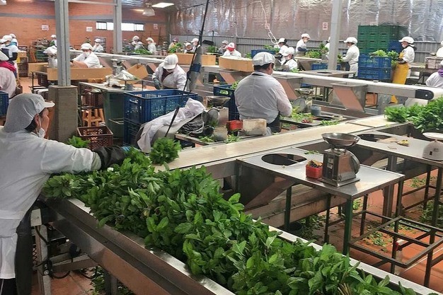 Công nghệ làm sạch bạc hà giúp giữ trọn hương thơm tự nhiên