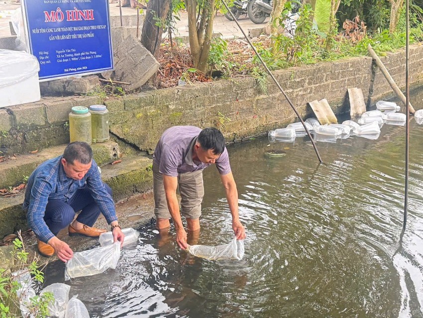 Hải Phòng: Triển khai mô hình nuôi tôm càng xanh toàn đực hai giai đoạn theo chuẩn VietGAP