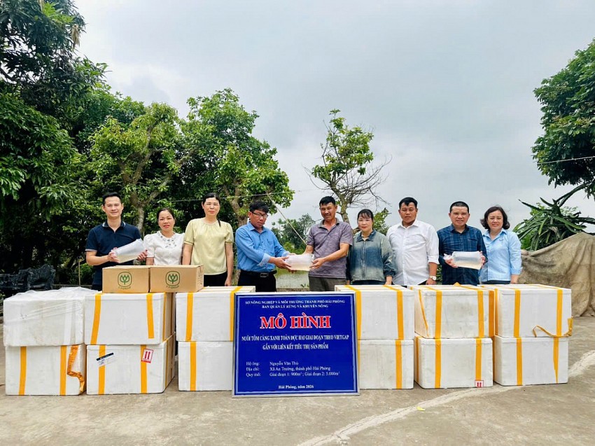 Hải Phòng: Triển khai mô hình nuôi tôm càng xanh toàn đực hai giai đoạn theo chuẩn VietGAP