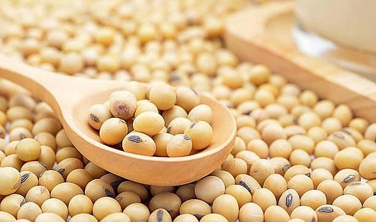 Thị trường nông sản toàn cầu chịu áp lực khi bước vào giai đoạn quyết định của vụ mùa 2026