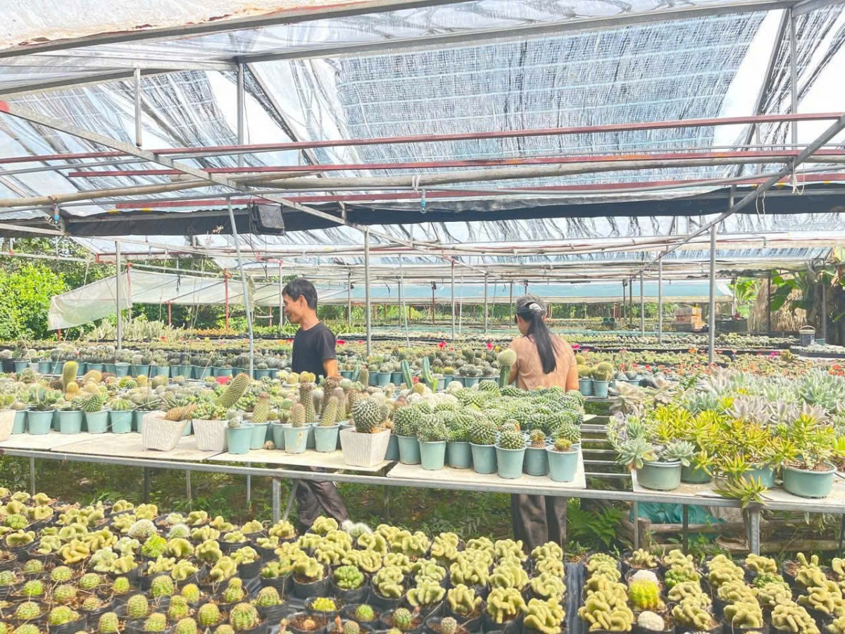 Khu nhà vườn xương rồng rộng hơn 800m² tại xã Phú Thuận hiện đang nuôi trồng hàng nghìn chậu cây thuộc nhiều chủng loại khác nhau.