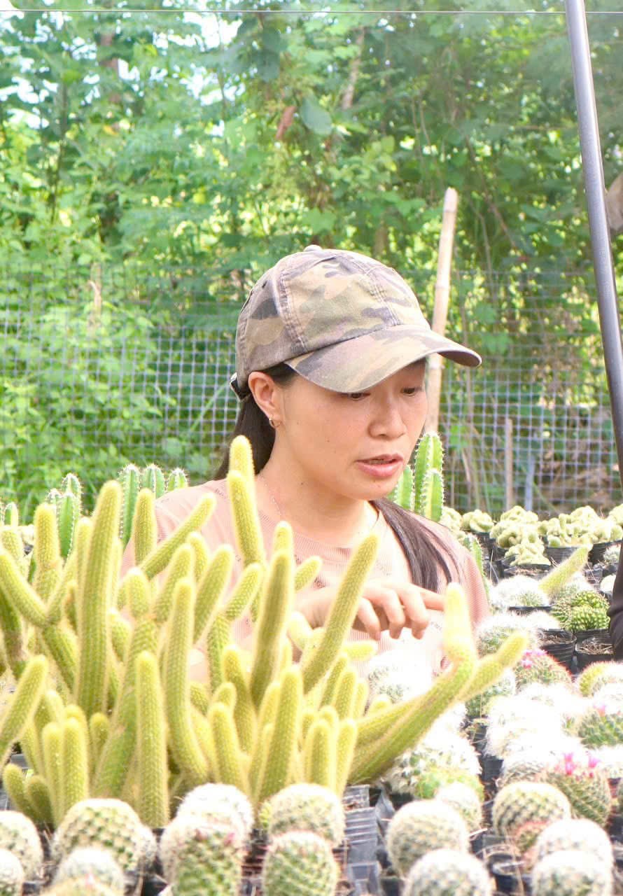 Mô hình trồng xương rồng của chị Nguyễn Huỳnh Ý Nhỵ đang trở thành điểm sáng khởi nghiệp của thanh niên địa phương.