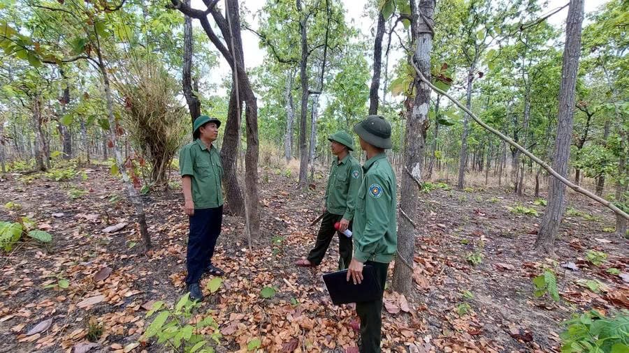 Hàng trăm vụ vi phạm lâm nghiệp ở Gia Lai: Áp lực 